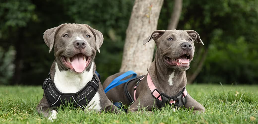 Cow using a rotating brush