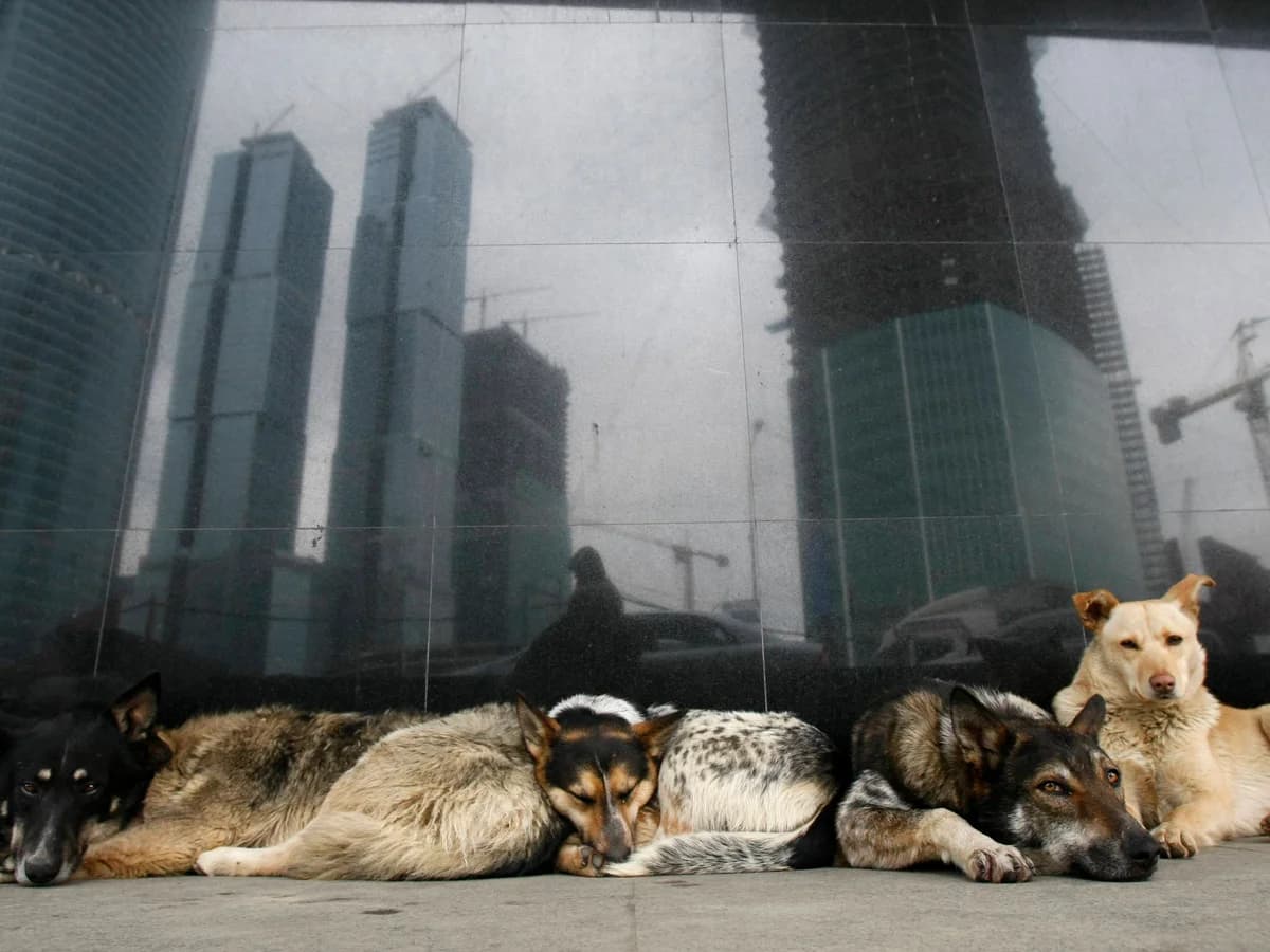 Calf resting in straw