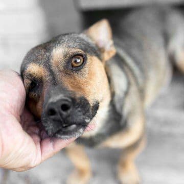Piglet being kissed by mother pig