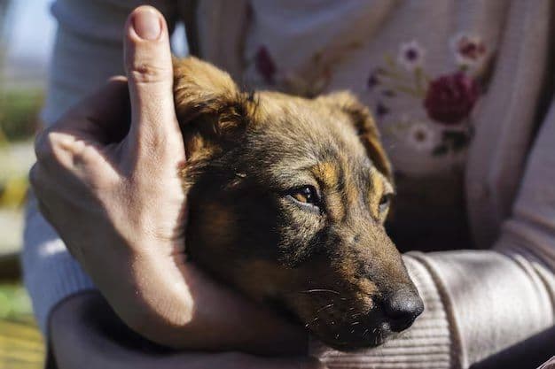 Chick in caring hands